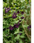 Клематис Романтика|Clematis Romantika|Клематис Романтика